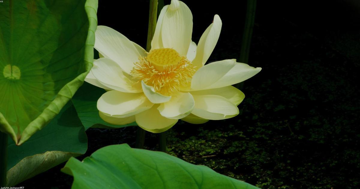 Il fascino della vita costiera: storie di passione e avventure