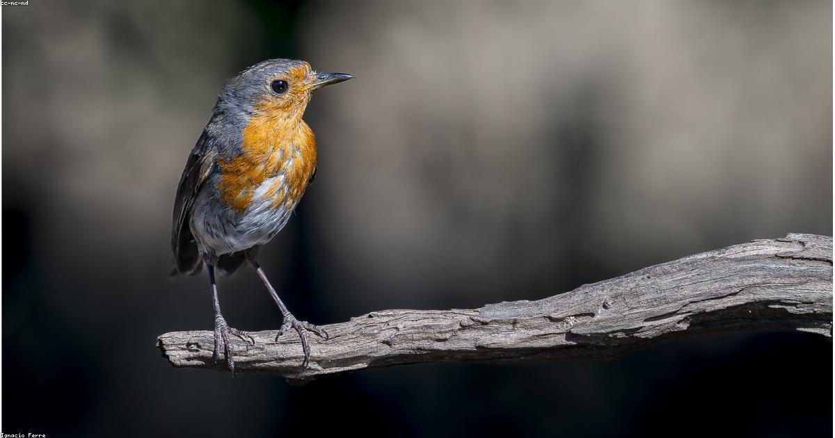 Sotto la superficie: scoprire il mondo dei fondali marini