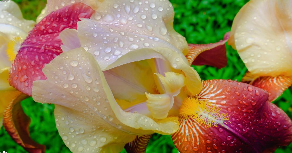 Kitesurf: Volare sull acqua