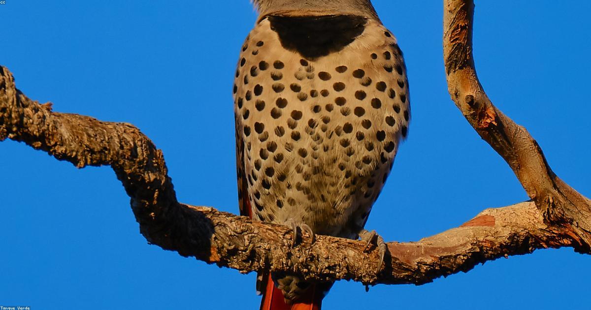 Vela: L arte di navigare
