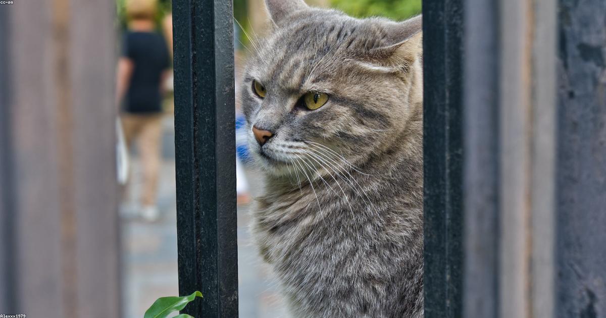 La vita da surfista: un diario di avventure e scoperte