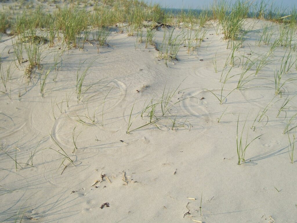Duna costiera con vegetazione bassa e un fronte di sabbia tagliato dal mare