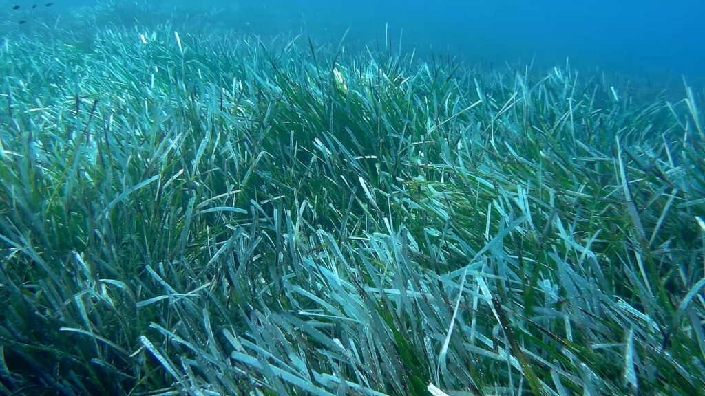 Prateria sommersa di posidonia su fondale sabbioso illuminato dalla luce del sole