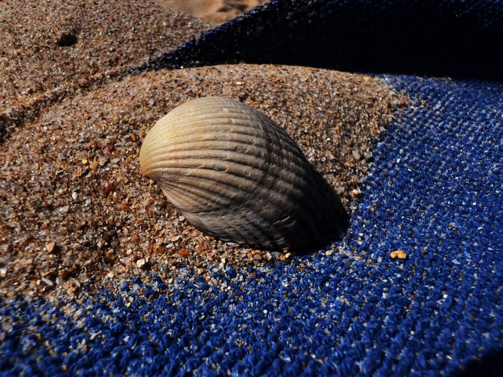 Vongole appena raccolte dentro una cassetta di plastica su una barca da laguna