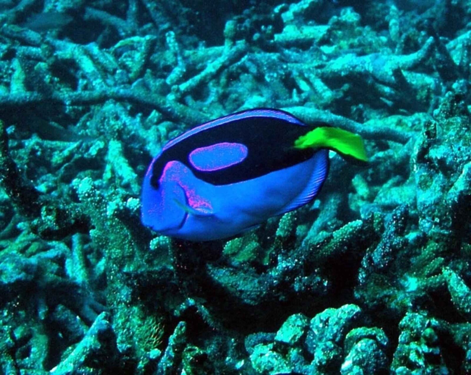 Ambiente marino: Proteggere i nostri mari