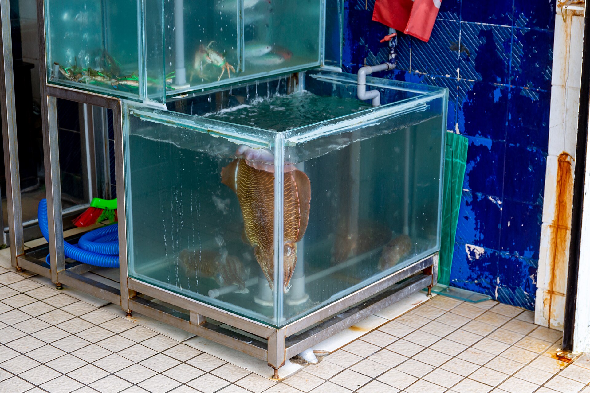 Il cartellino del pesce dichiara zona di cattura e attrezzo usato