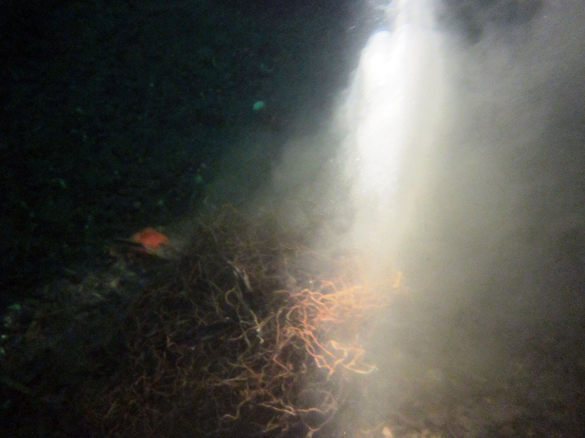 Rete da pesca abbandonata impigliata su una formazione rocciosa sul fondale marino